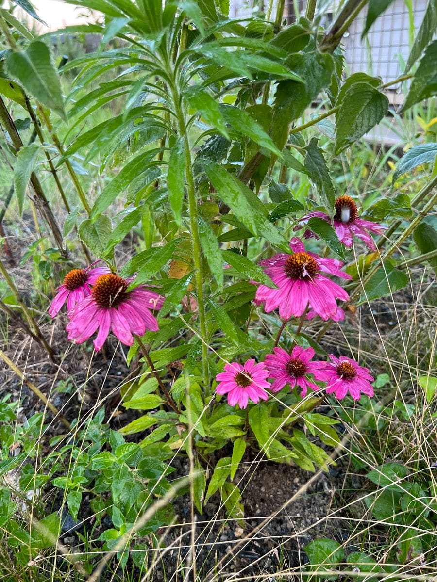 エキナセア。モナルダの花たちと一緒に咲いて可愛い。