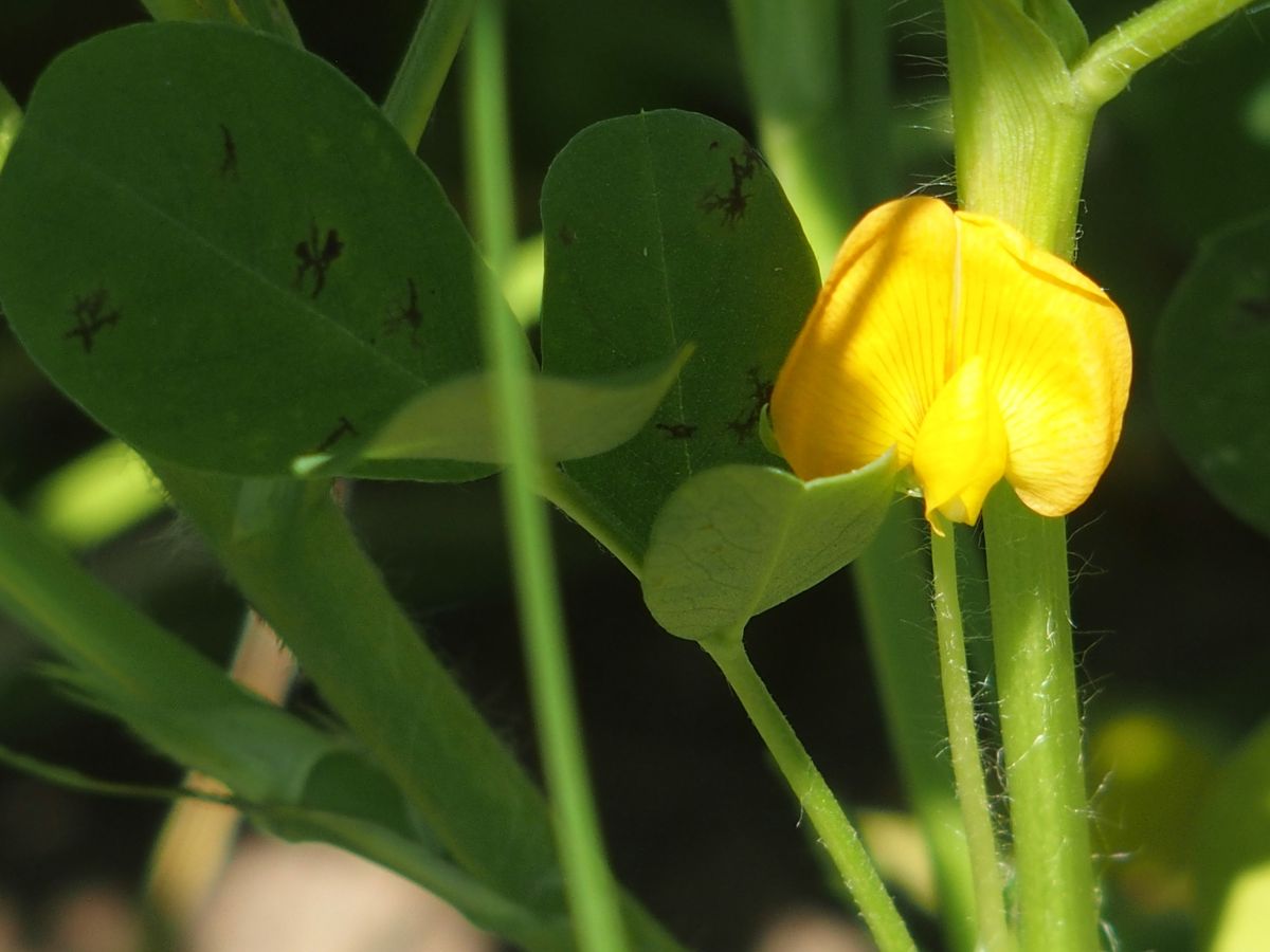 落花生の花です。当家の夏野菜では一番奥手になります。土寄せして追肥しました。