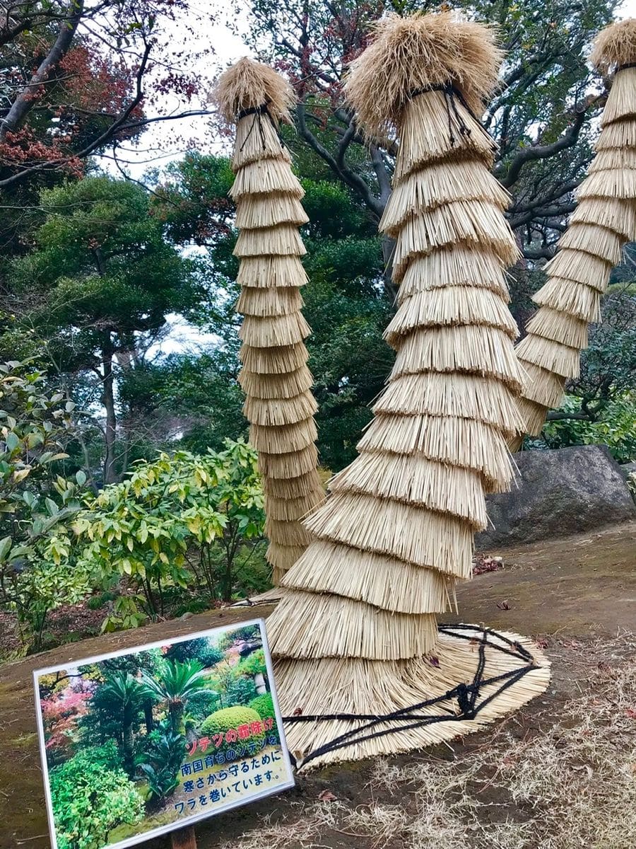 ソテツの霜除け(旧古川邸のお庭) 2018年１月に帰国した時に立ち寄った時の写真です。 