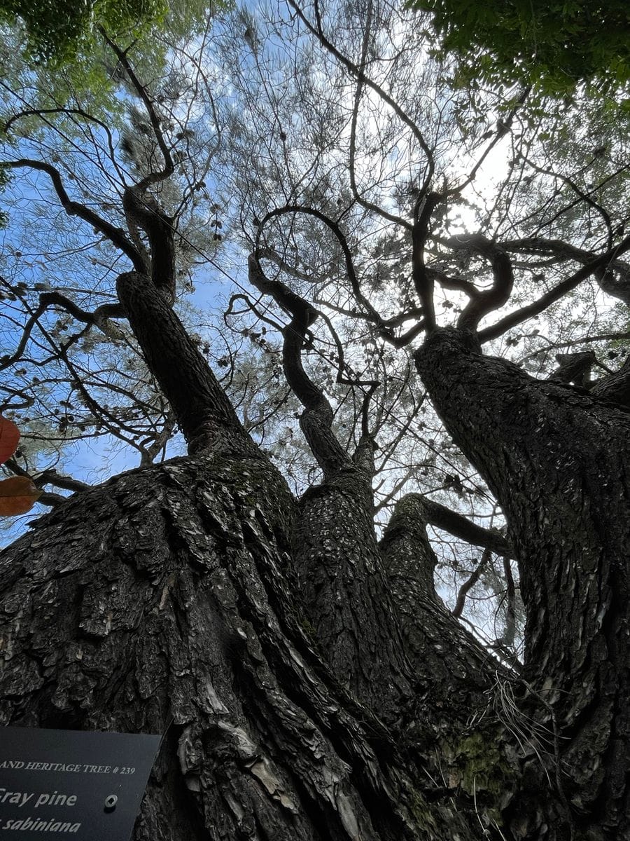 6/7撮影 巨大松ぼっくりの木 写真では伝わりづらいのですが、ものすごく背の高い木で