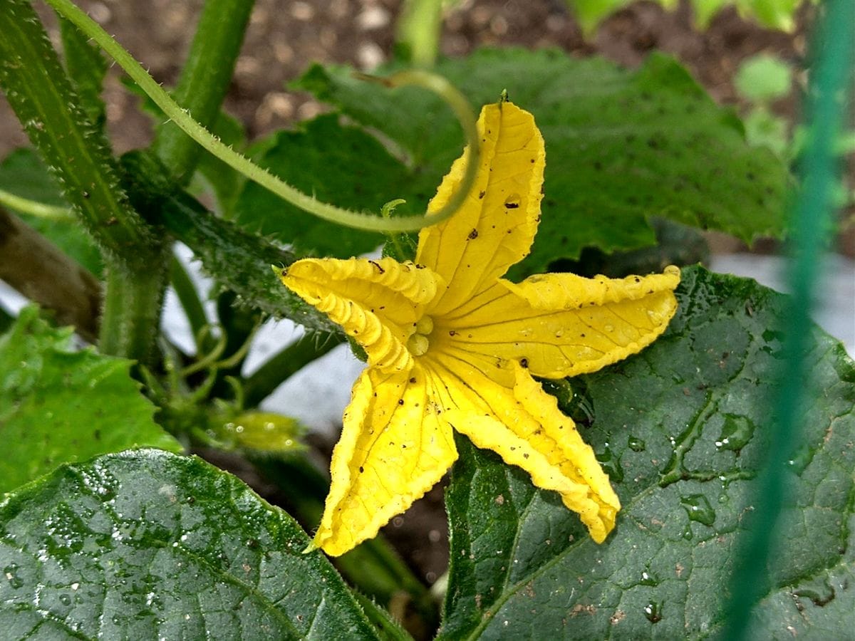 きゅうりの花  もうきゅうりになりかけてます。