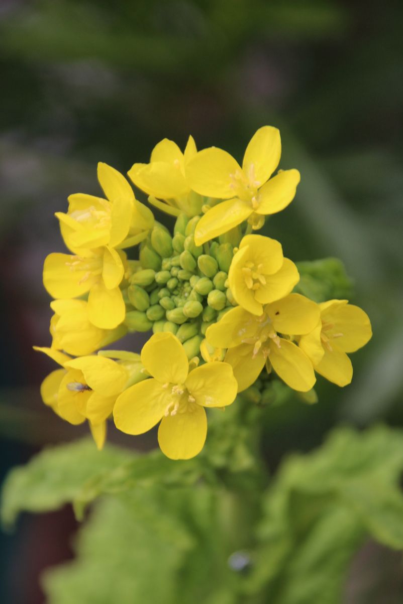 寒咲き菜の花。  昨秋、種から蒔いたものが開花しました♪ 食べても良し！切り花にして