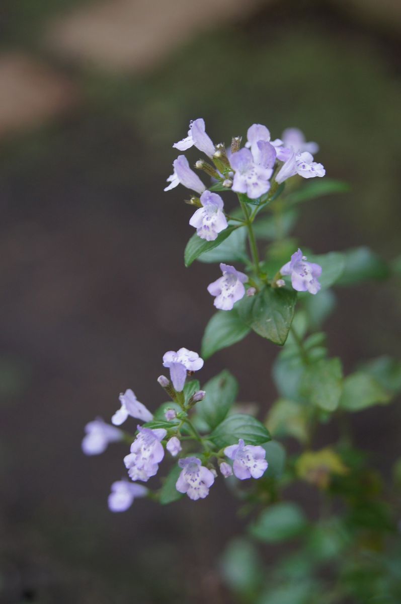 カラミンサの写真 by 森の妖精 🏠今日の庭から・・・ 花壇のカラミンサ🎵