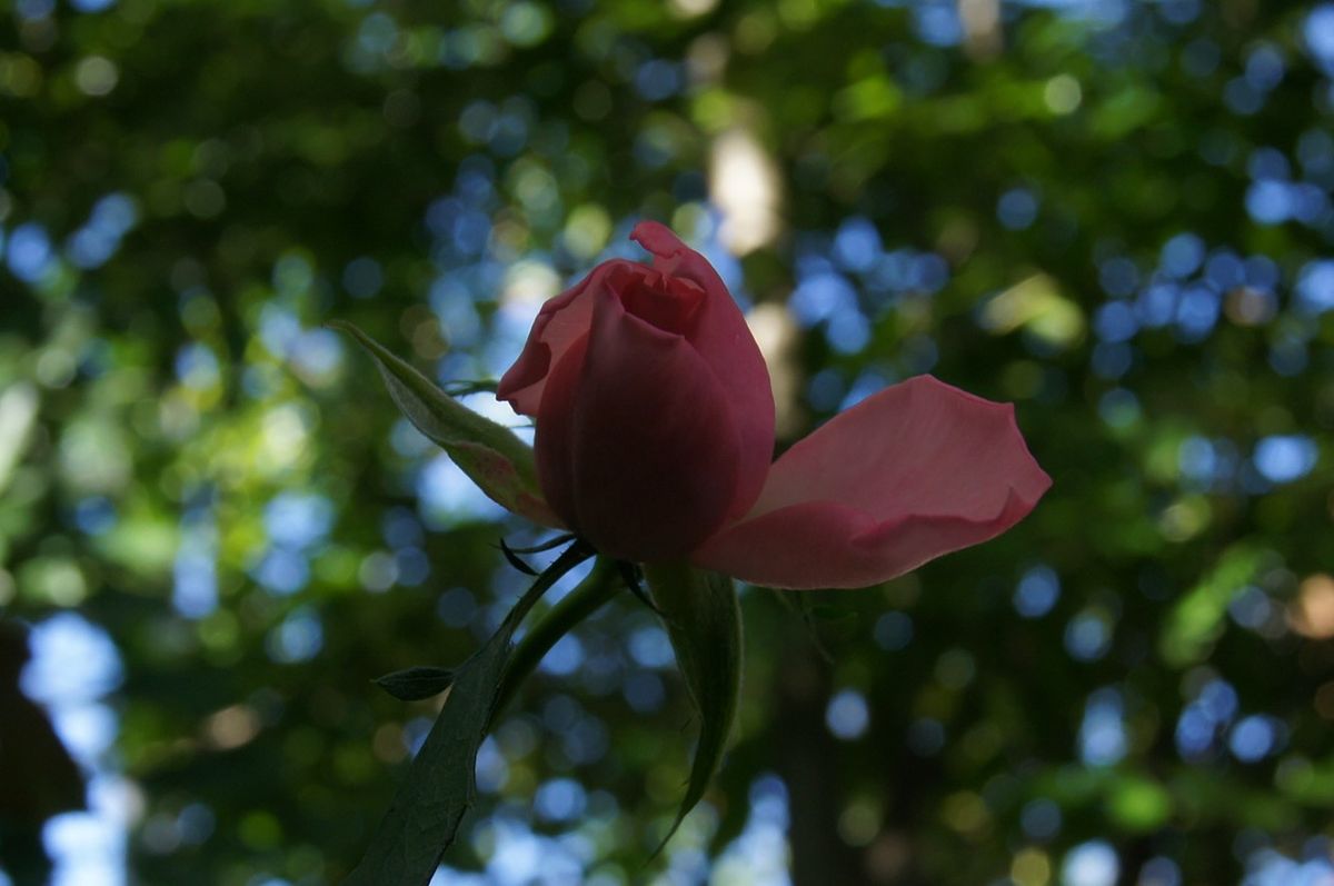 木陰に咲く一輪の薔薇💗 木陰でゴメンネ・・・😅