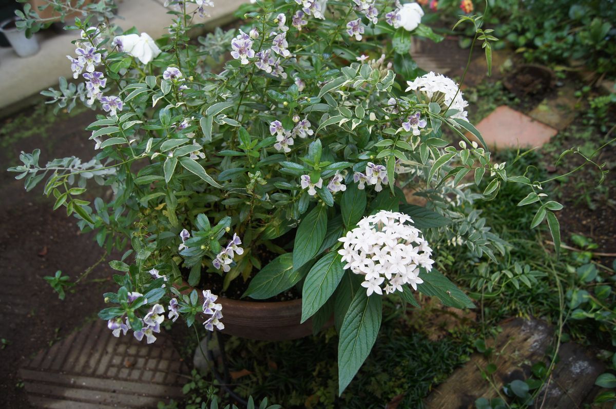 🏠庭のお花達✨ 玄関前の寄せ植え🎶 ペンタス、ニチニチソウ、斑入りジヤスミン、アンゲ