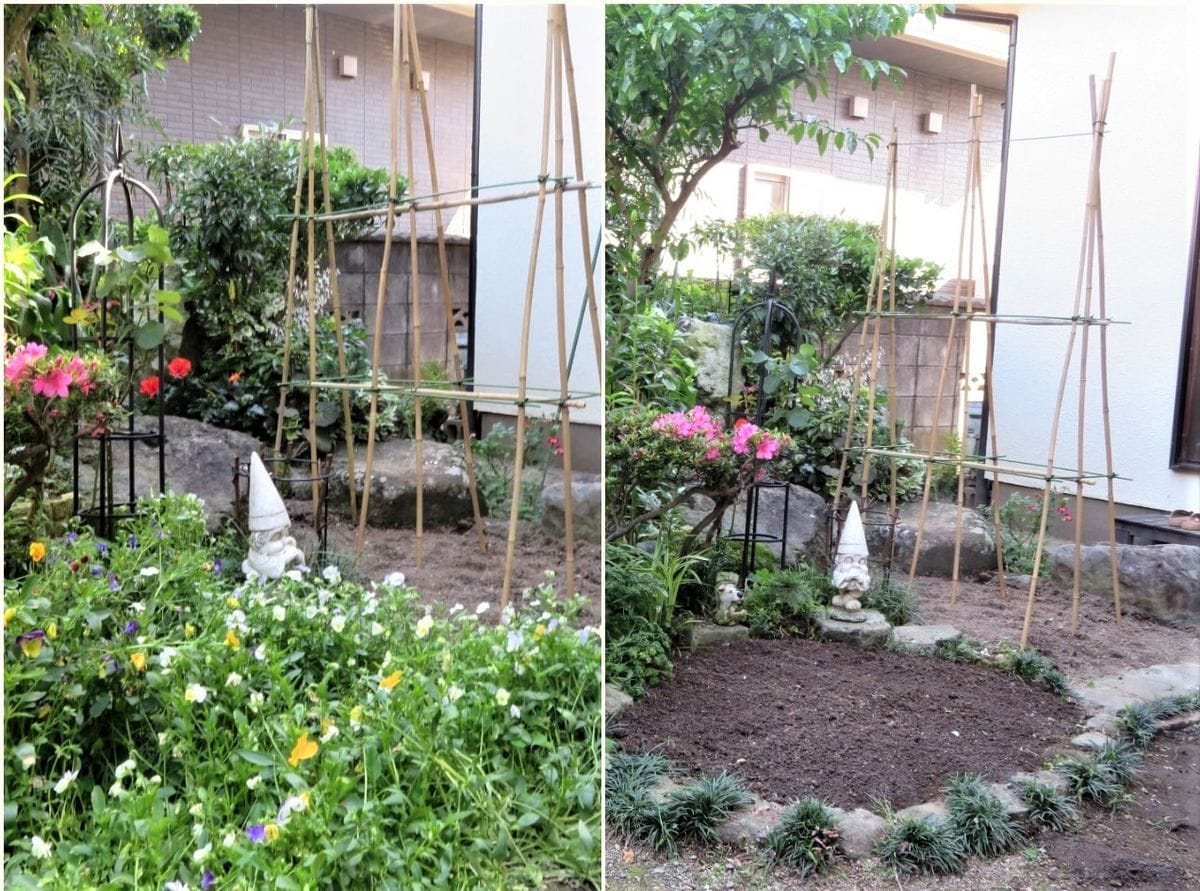 ②中央花壇も🍆ナス畑としての準備作業 📷左：中央花壇に植えたパンジービオラの花の最後