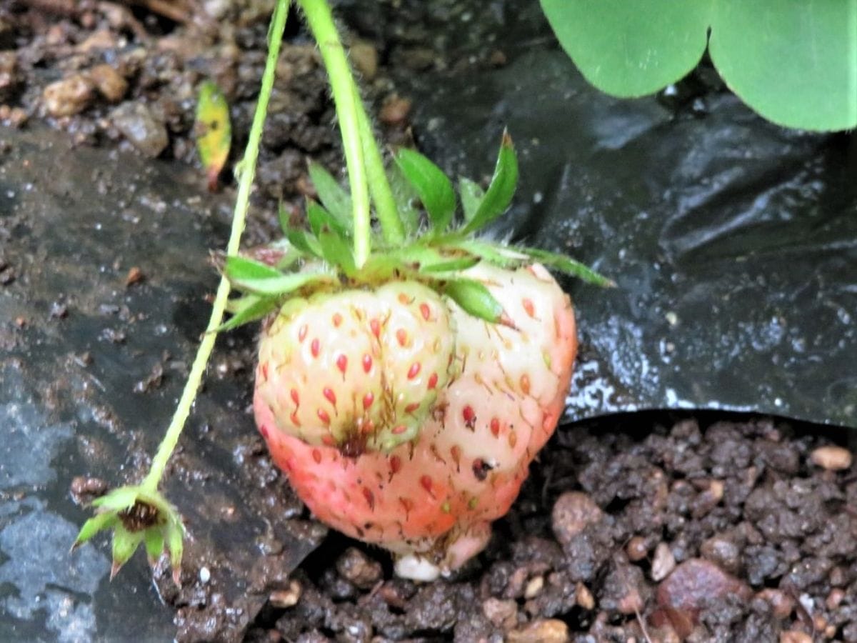 ②📷大小揃って実るめちゃウマッ!🍓イチゴの姿