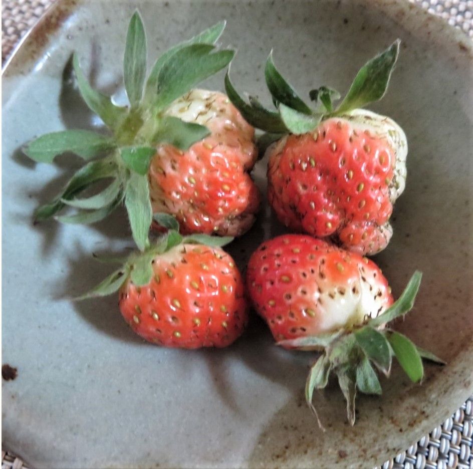 🍓2021/05/31 収穫しためちゃウマッ!🍓イチゴ...地面の上では良く育たない姿