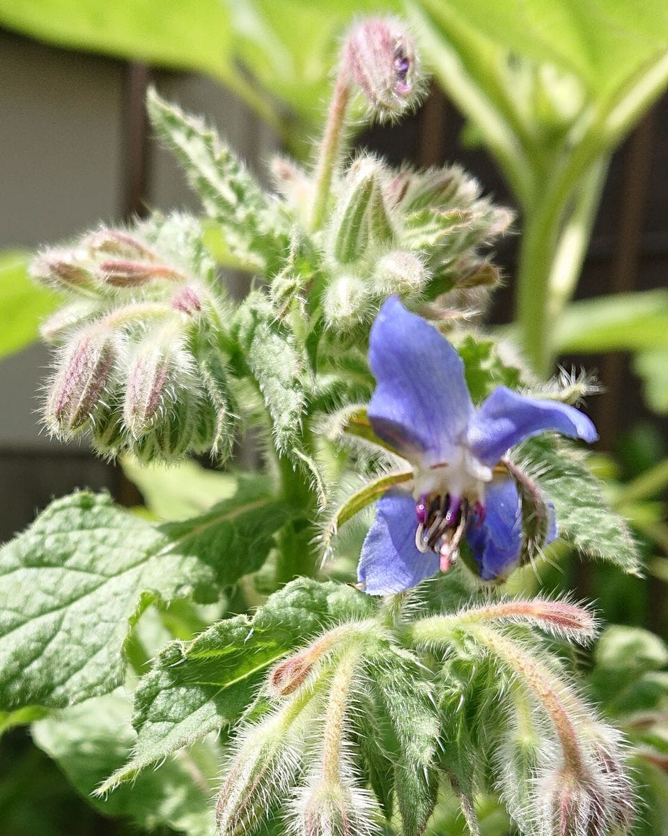 種蒔きっ子ボリジ🌼 蕾がつき始め、青い花が咲き始めました☺️