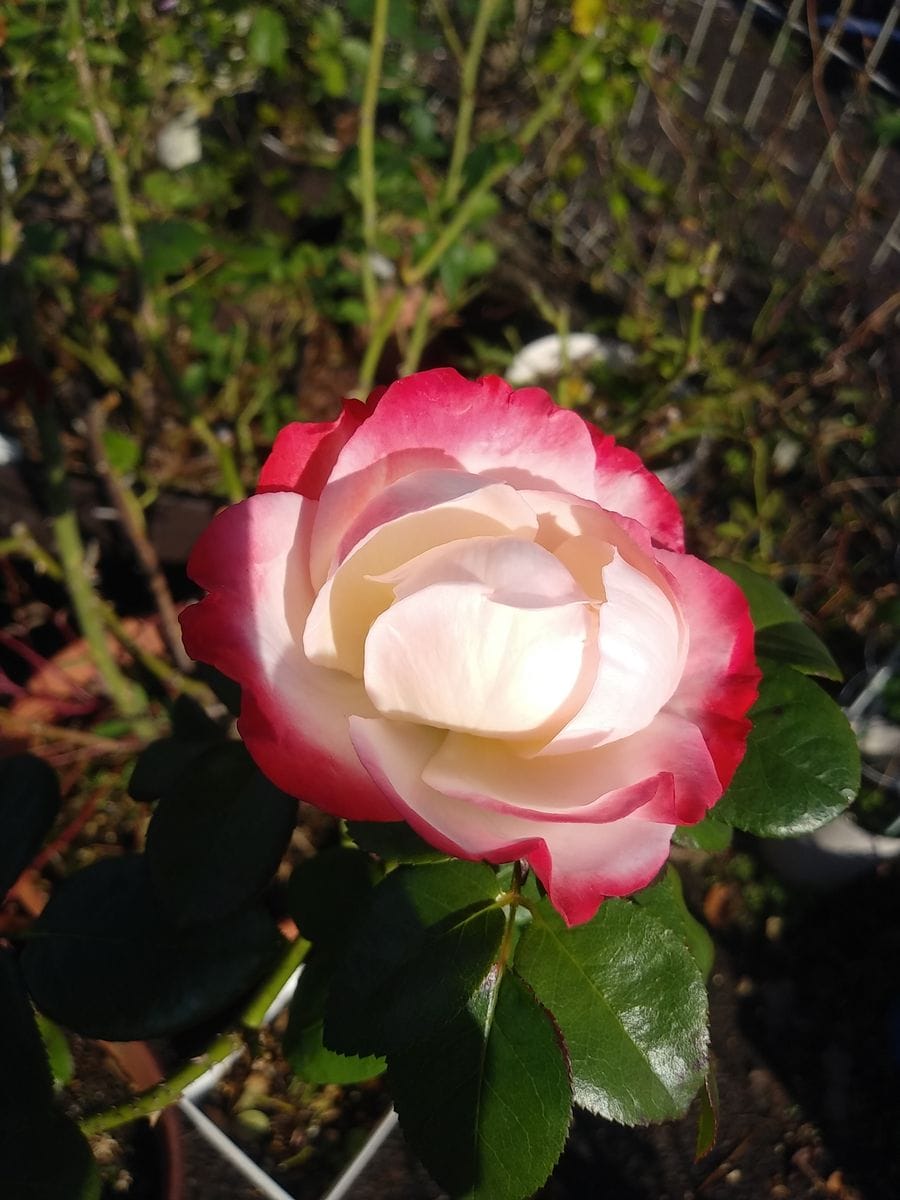 秋の薔薇🌹 ゆっくりゆっくり開花します😄 コロンと可愛い✨💓