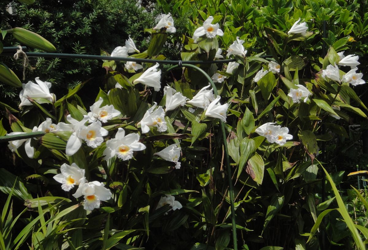 ✨一斉開花✨  ソブラリアのポウエリーが今年は良く咲いてくれました。  1日花なので翌