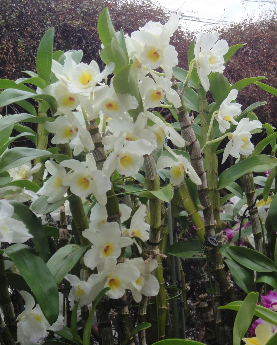 お気に入りの大きな白花デンドロビウム