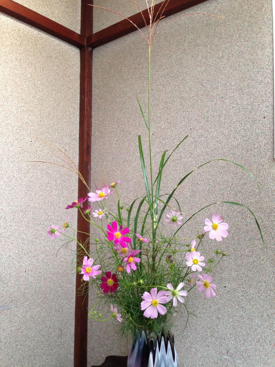タカノハススキ コスモスタカの羽模様 四季の生け花 庭の花で綴る季節 のアルバム みんなの趣味の園芸