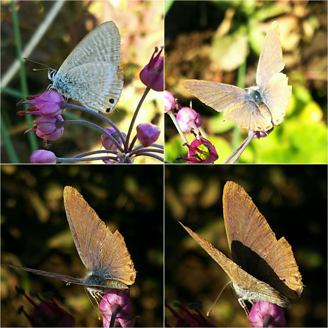 ラッキョウの写真 by クローバーバ ウラナミシジミ 近くの畑のシマラッキョウの花に💜