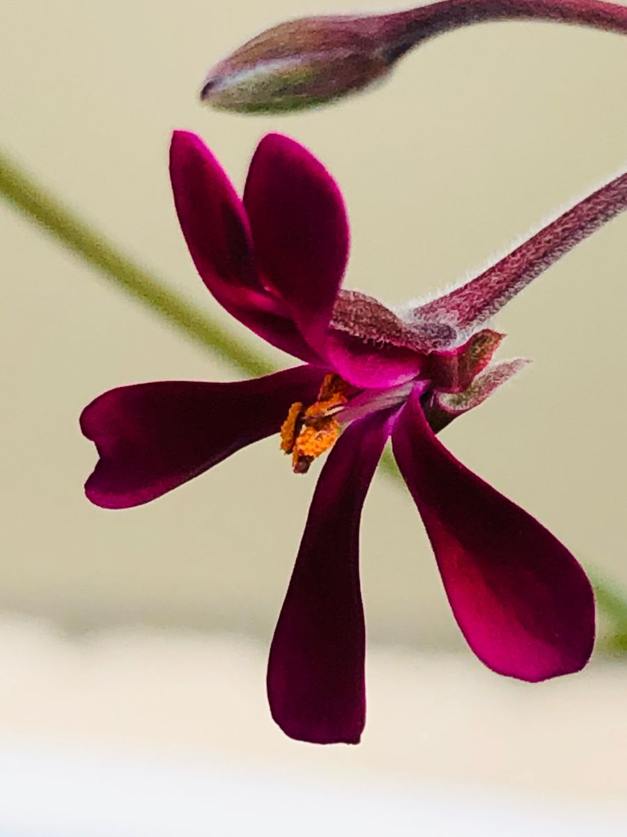 ペラルゴニウム・シドイデス  # Pelargonium Sidoides