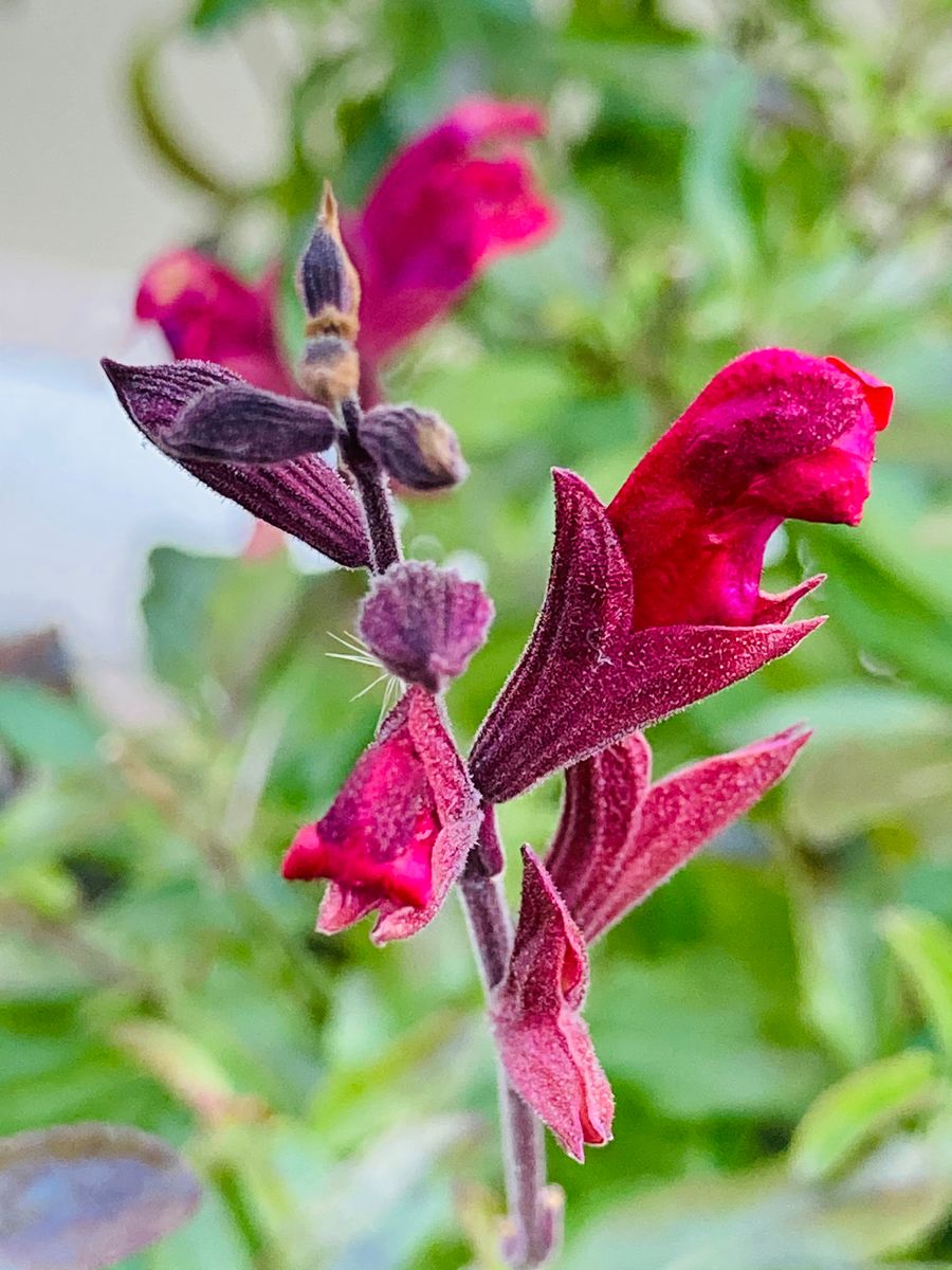 チェリーセージ🍒  # Salvia officinalis