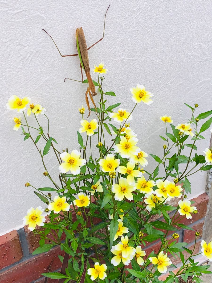 ウインターコスモス 卵を抱えた大きなカマキリが😱 # Bidens