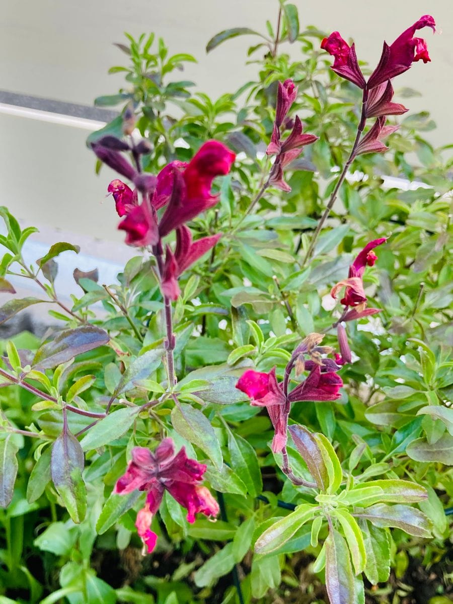 チェリーセージ🍒  # Salvia officinalis