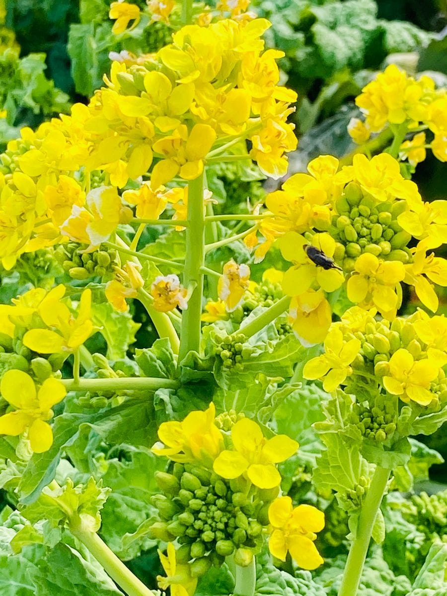 菜の花 続々と開花しています‼︎