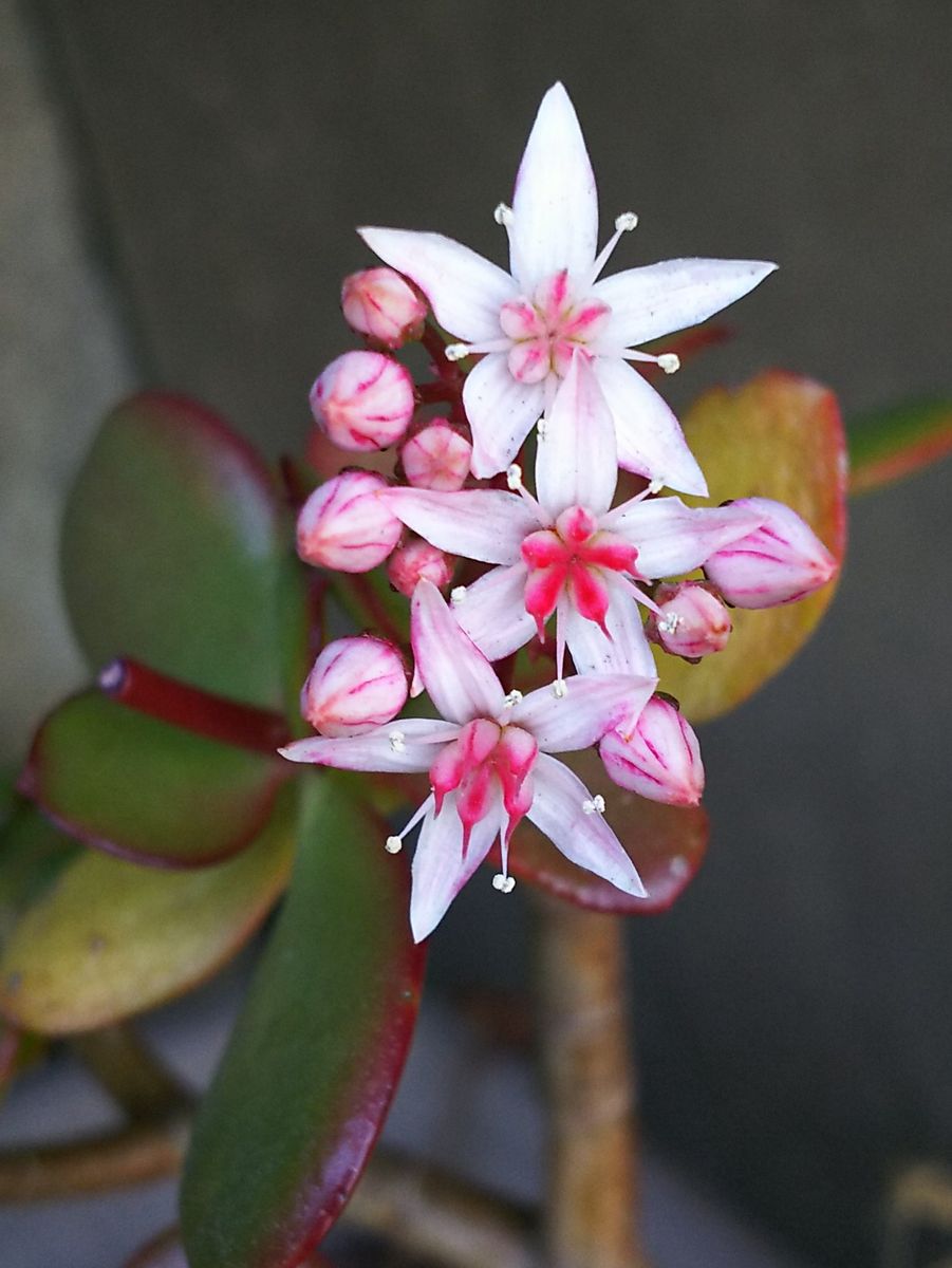 金のなる木 キレイな花です🎵