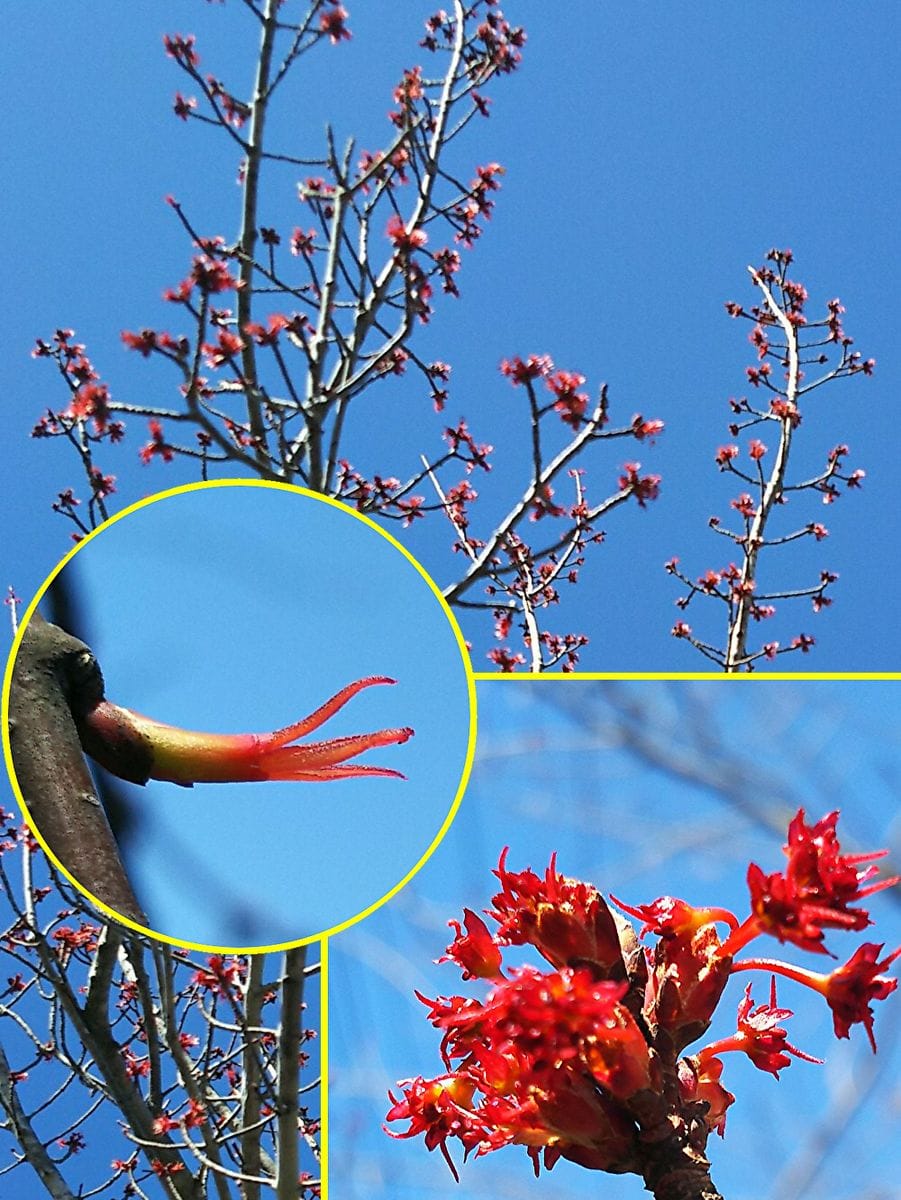 カツラの写真 by クローバーバ カツラ 花が咲いてきました❗️ 雌雄異株 雄株の方が街路