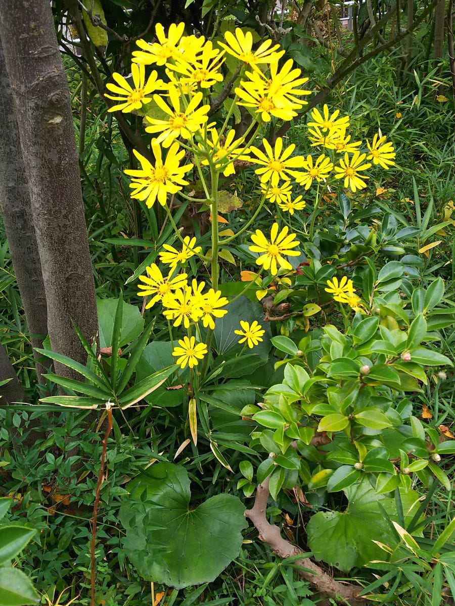 ツワブキの写真 by クローバーバ ツワブキ  満開💛花つきが多い💛