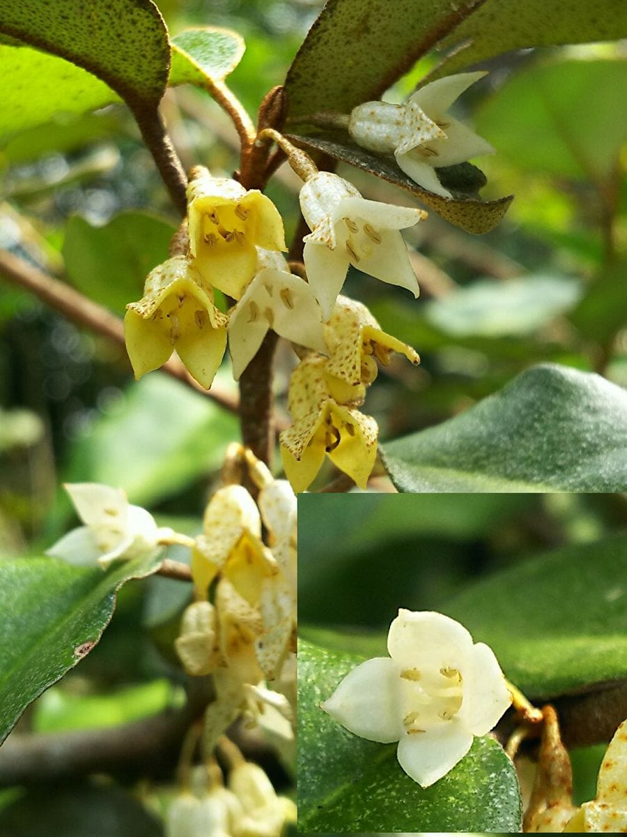 ナワシログミ 花の後幼果がふくれ始め、5月ころ熟す。苗代を作るころ食べられるので名