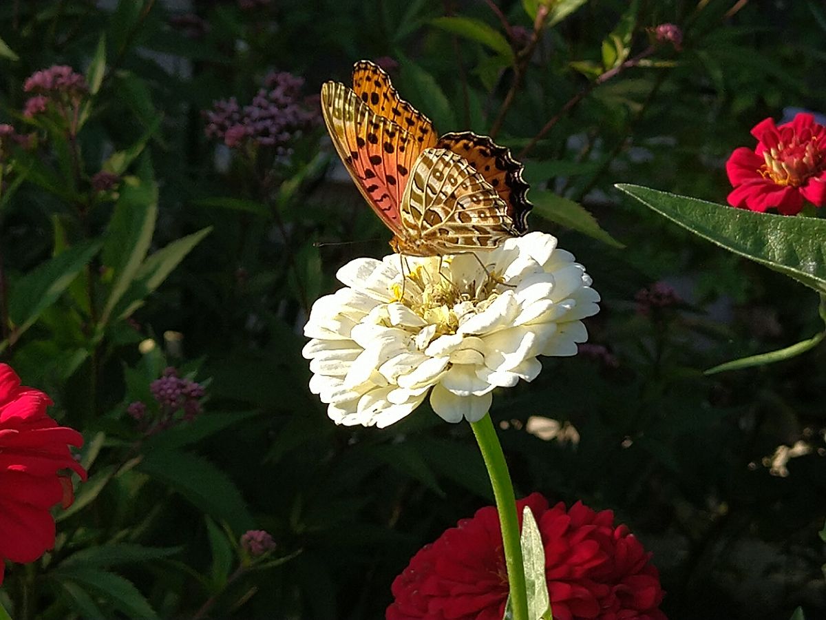 百日草に🦋