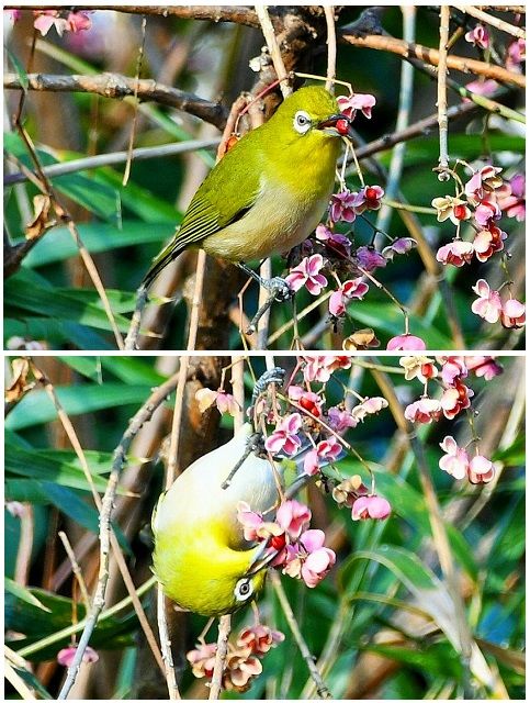 この時期花が少ないので鳥さんに手伝ってもらいました🙇 「何も、そんな恰好しなくても