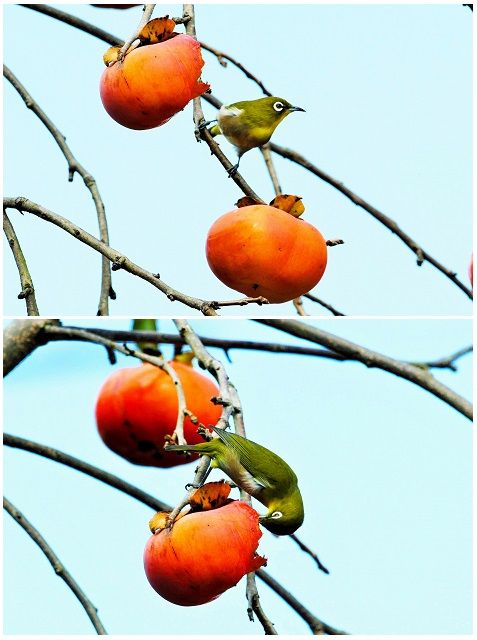 カキ（柿）の写真 by shonan ヒヨドリやムクドリが穴を開けた後にやって来る小鳥群、 