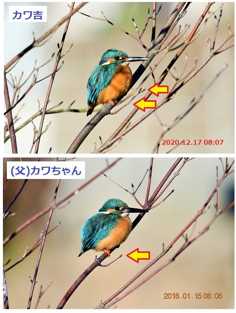 【カワセミ通信2020/12/17】 (上)初めてカワ吉が止まったヤマボウシの枝 (下)3年ほど