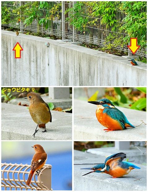 カワ吉と遊んでいると、 自分もとジョウビタキの雌がそばにやって来ました。 迷惑そう