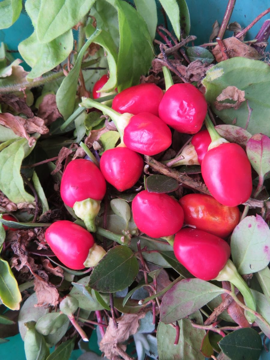 夏頃から色付いてた。観賞用トウガラシの赤い実が触るとプニュプニュして柔らかくなっ