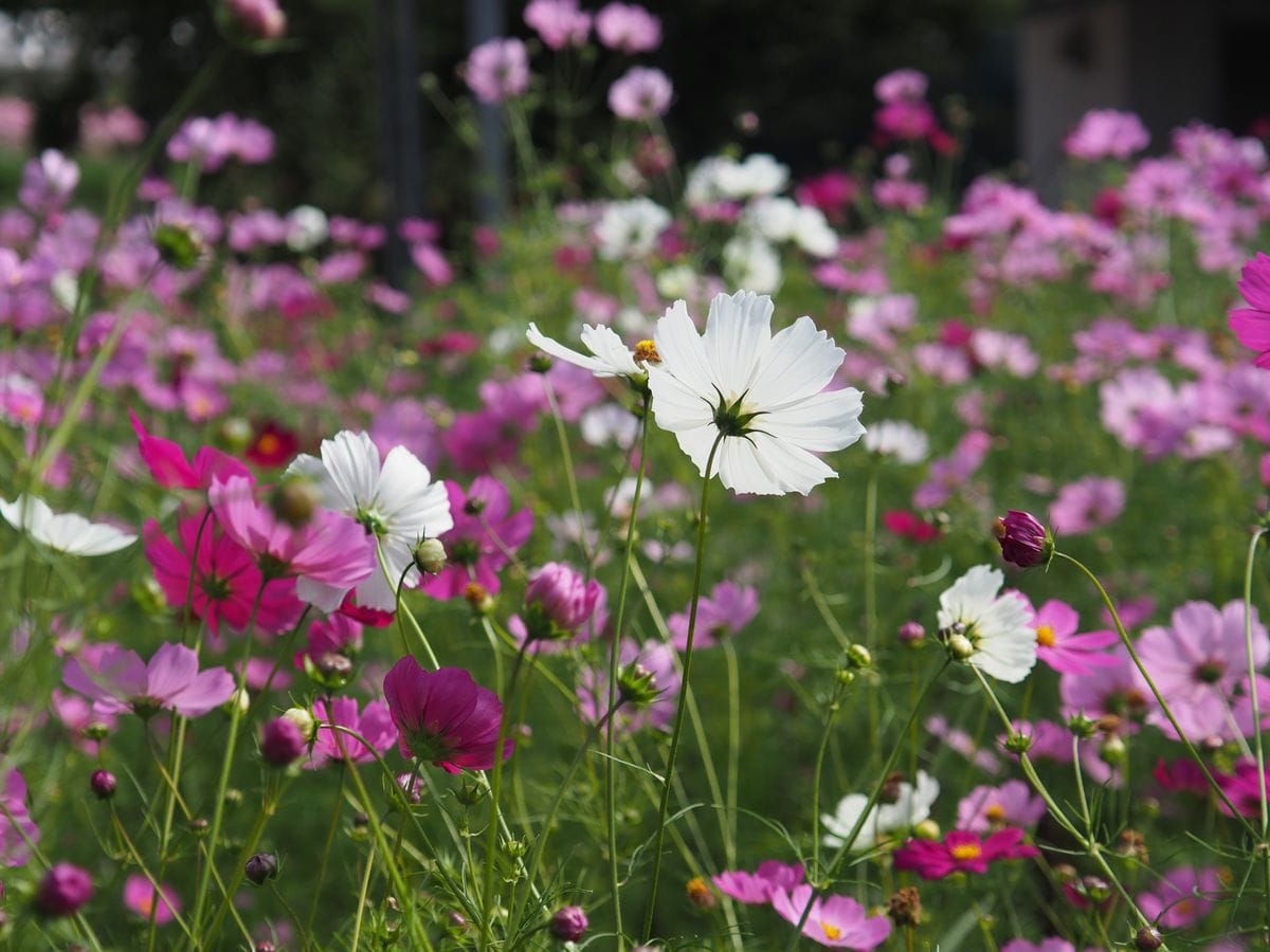 白いコスモスの花の後ろ姿 大きな コスモス コスモス 花の駅せら のアルバム みんなの趣味の園芸