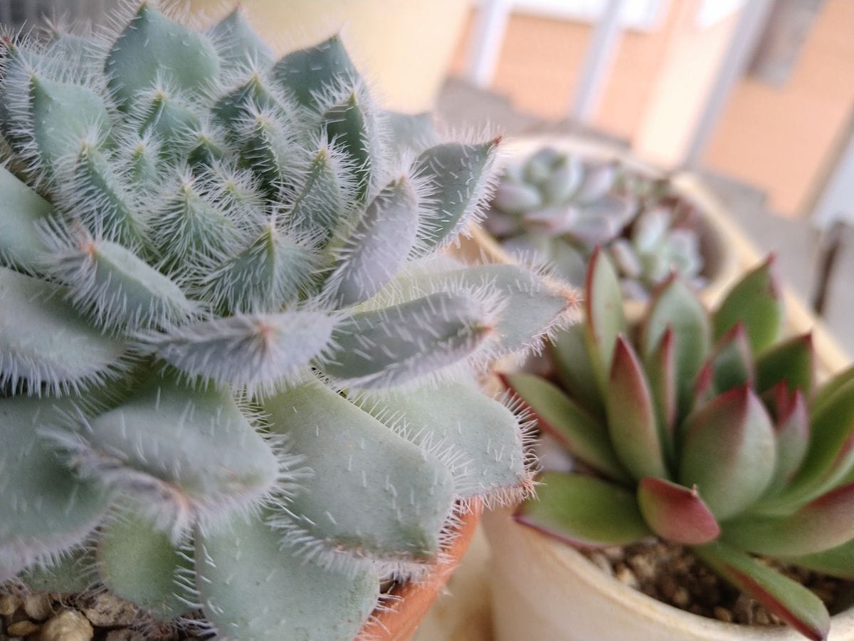 多肉植物は外で育てたいですね。 はやく最低気温がプラスに安定しますように。