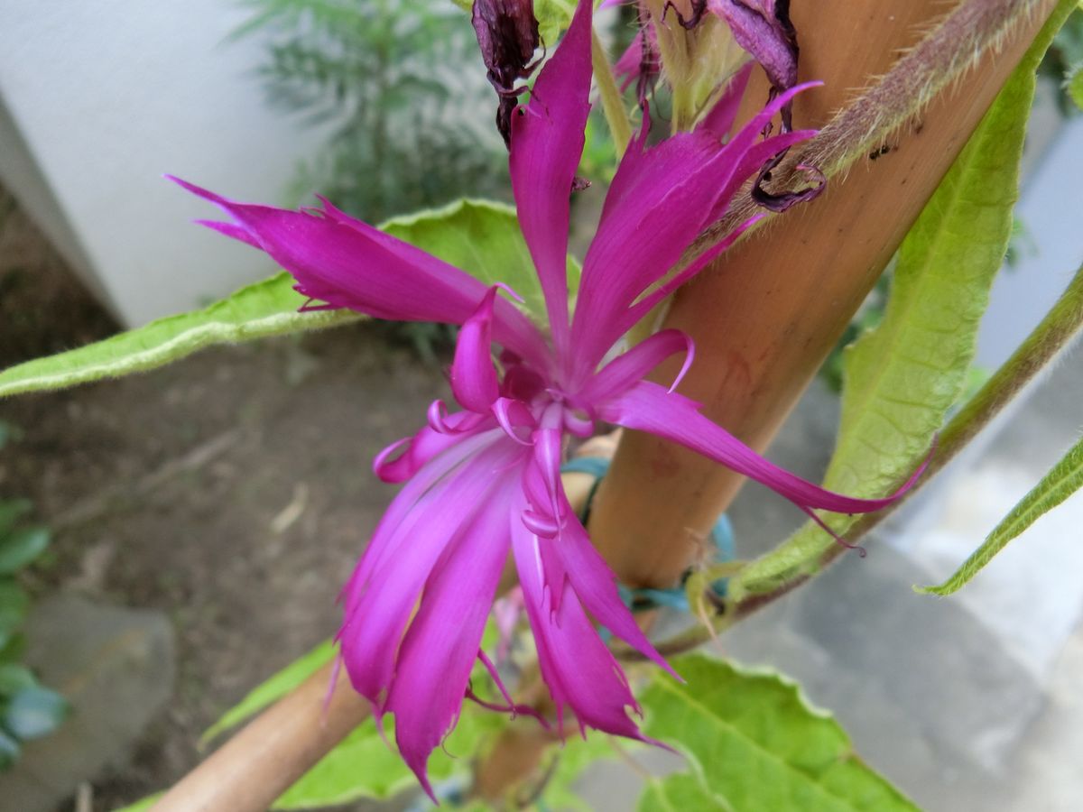 NO-4 出1/16 S-505-1黄浅択柳葉紫爪覆輪撫子采咲牡丹 豪華な花です。