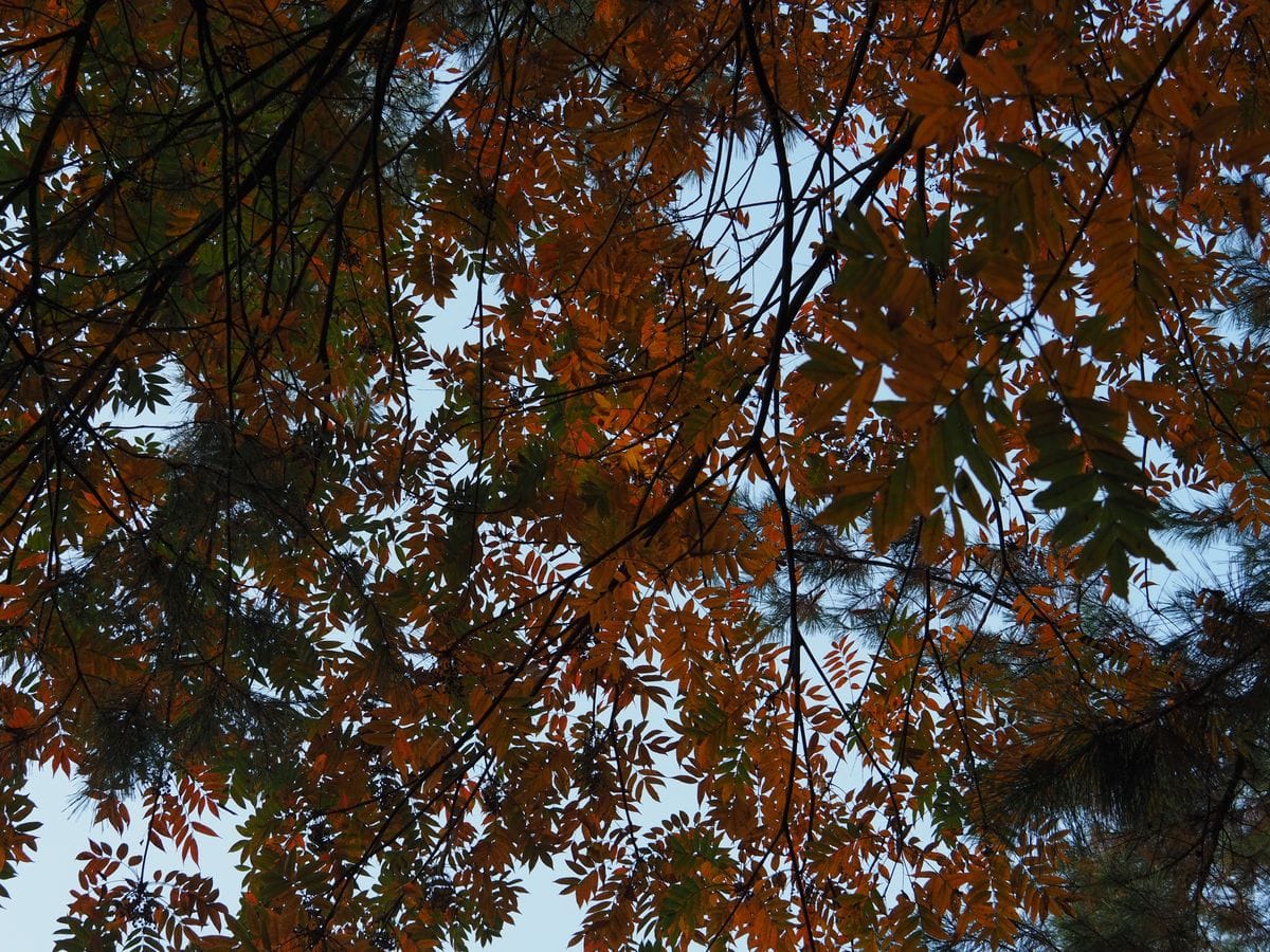  １１月１７日、安芸の宮島にて。   山の中の誰も見ない紅葉。美しい…。