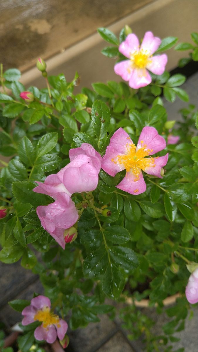 ノイバラの花車(ハナグルマ)という品種です。やさしいピンク色のかわいい花です。