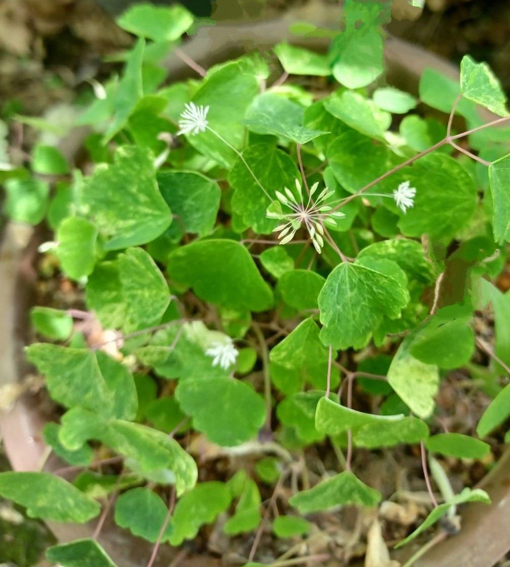 佐賀県の黒髪山周辺や長崎県の一部にしかない絶滅危惧種１Ａの植物です。葉も花も小さ