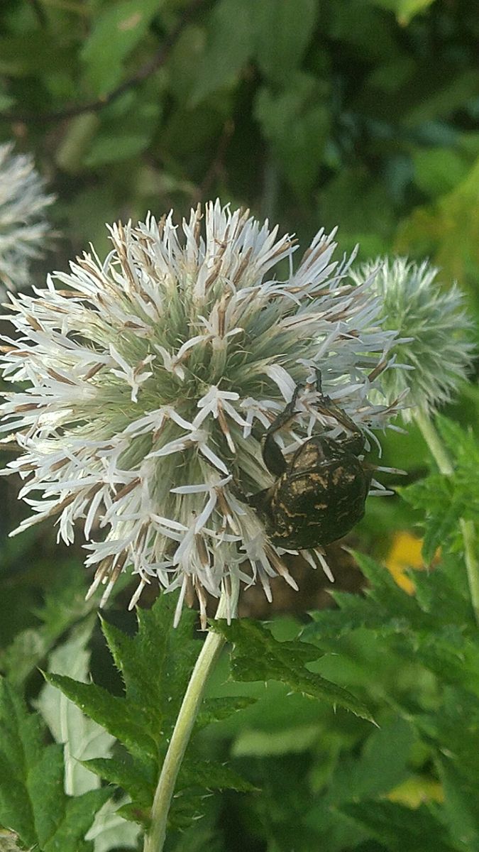 白花のルリタマアザミにハナムグリ？が訪れました。