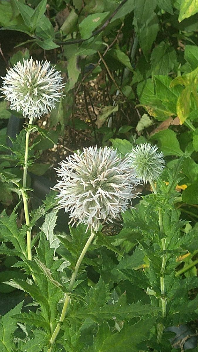 白花のルリタマアザミですが、私はシラタマ(白玉)アザミと呼びたいです。ルリタマアザ