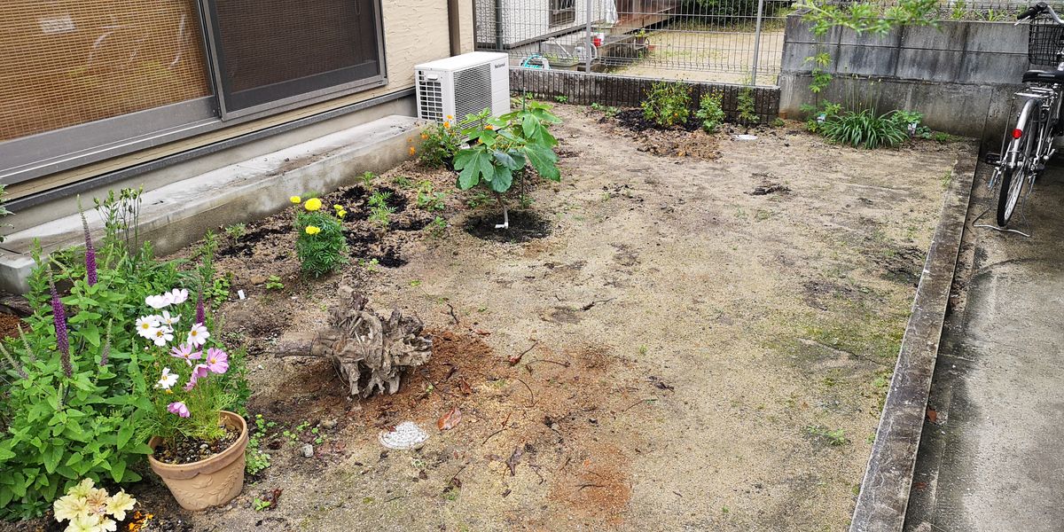 2021年6月13日 気温 27/20℃ 週末にコスモスを撤去して、マリーゴールドの植え付けとコ