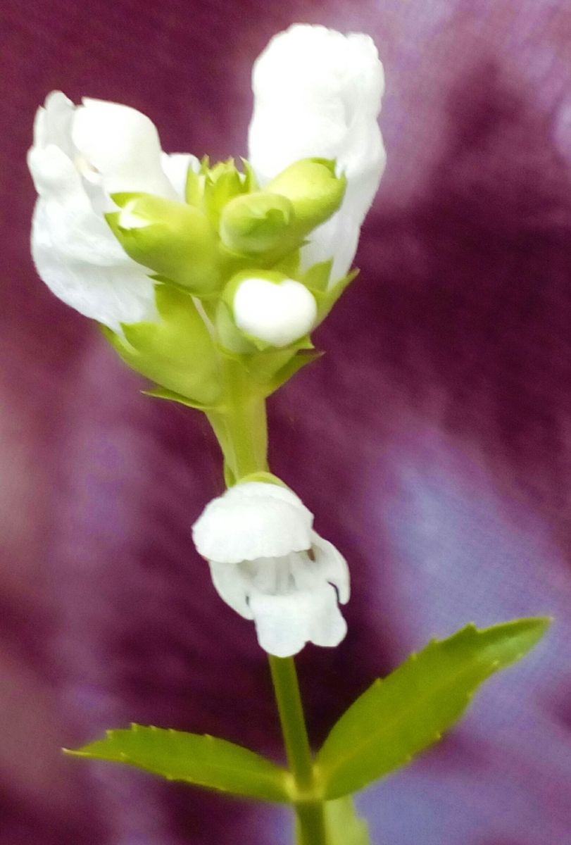 ハナトラノオの写真 by トム・マグノリア まだまだ元気に開花中の『ハナトラノオ』ホ