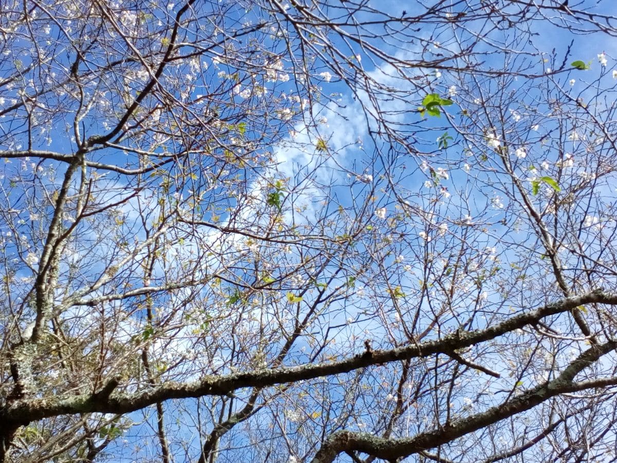 眩しいほど晴れ上がった午後の『十月桜』🌸😊１０月１０日撮影  飛行機雲が現れました🛫 