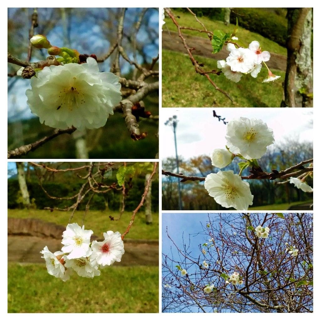 １０月１０日に撮影した写真をまとめました🌸😊  桜からパワーを貰いましょう💪  外出時