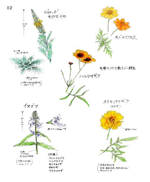 ビロードモウズイカ！ 初めて見たとき、この大きいやつ、野草なの？