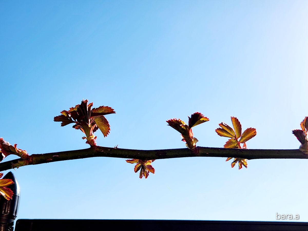 バラ（つるバラ）の写真 by 憧れのばら ☘️ピエールドゥロンサールの新芽☘️  春ですね