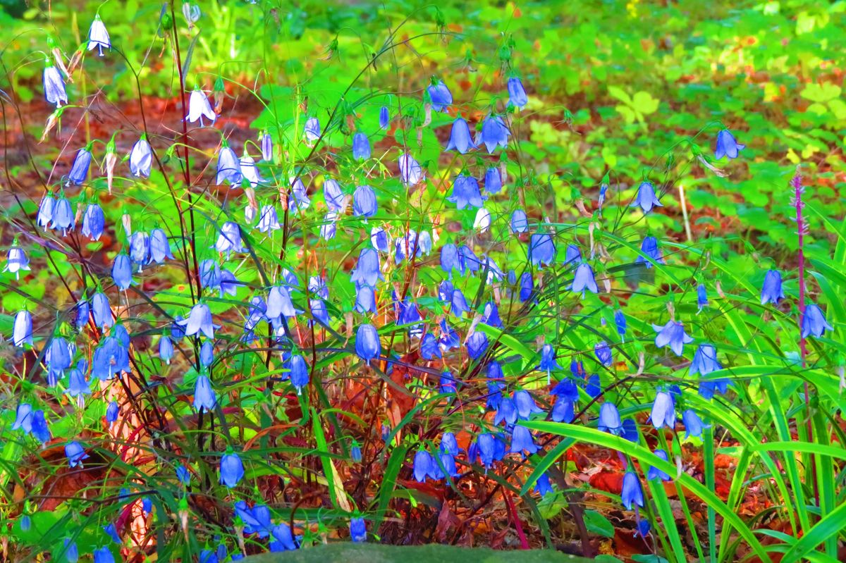 イワシャジン キキョウ科 この株はとても立派でした