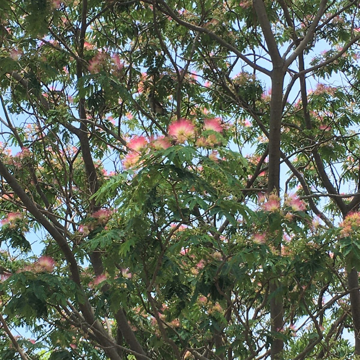 通勤路のネムノキが満開です 大木になって、ほわほわの花がよく見える高さまで届きま