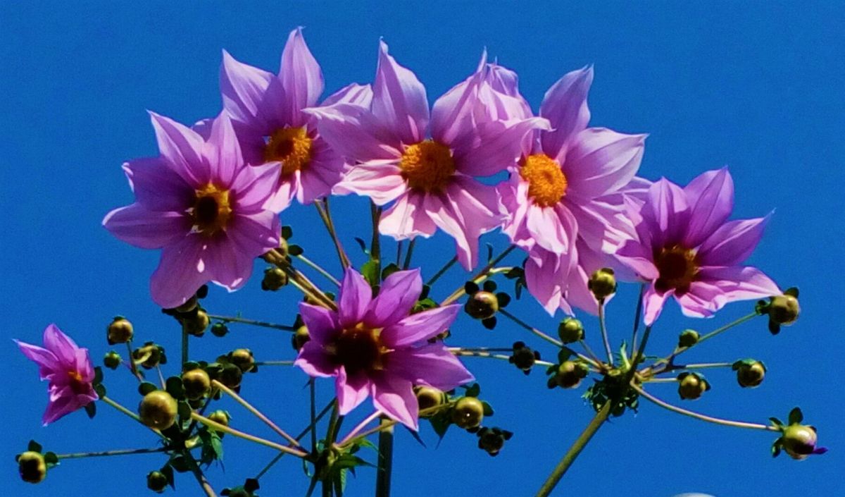 真っ青な秋空の下 次々と開花中の 皇 皇帝ダリア のアルバム みんなの趣味の園芸